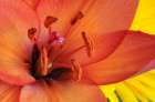 USA, Indiana, Carmel. Close-up of orange lilys pistil and stamens. Art Print